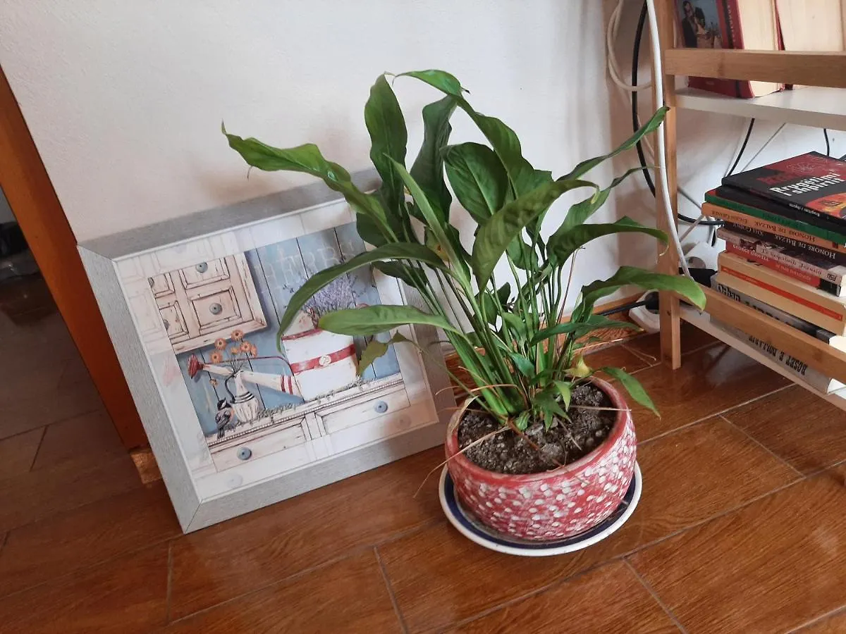 Cosy Central Apartment Shkodër 0*,